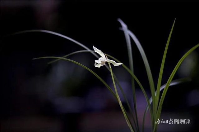 内江这里，名花展，最后三天——(图10)