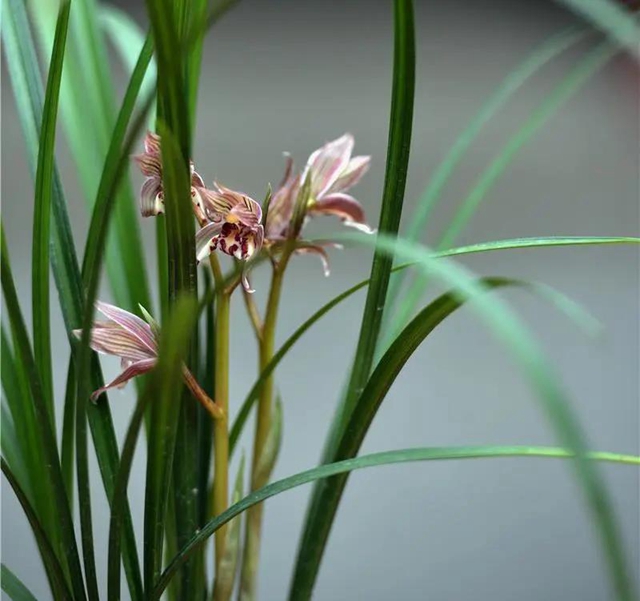 内江这里，名花展，最后三天——(图11)