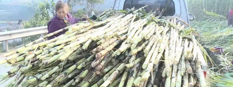 “豪横”！内江这个地方给每人发1斤半猪肉(图6)