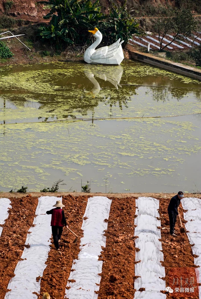 人勤春早 荣县红土地再现“大地画板”(图2) 人勤春早 荣县红土地再现“大地画板”(图2)