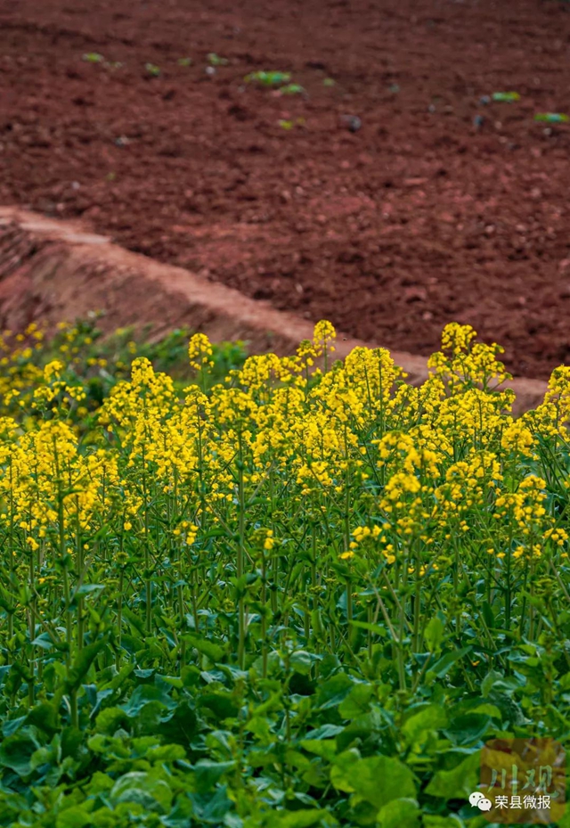 人勤春早 荣县红土地再现“大地画板”(图5) 人勤春早 荣县红土地再现“大地画板”(图5)