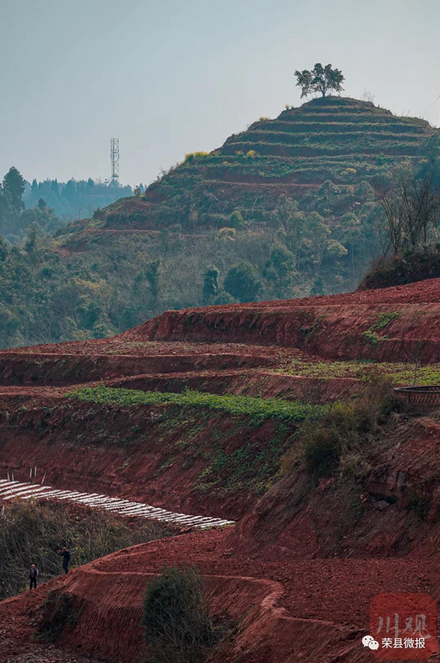 人勤春早 荣县红土地再现“大地画板”(图6) 人勤春早 荣县红土地再现“大地画板”(图6)