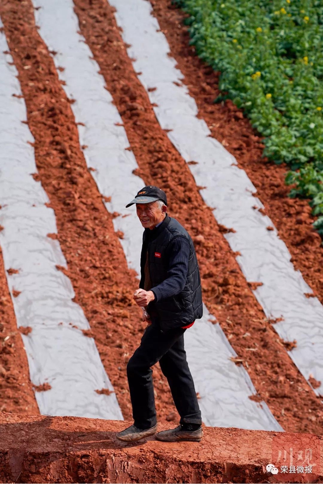 人勤春早 荣县红土地再现“大地画板”(图7) 人勤春早 荣县红土地再现“大地画板”(图7)