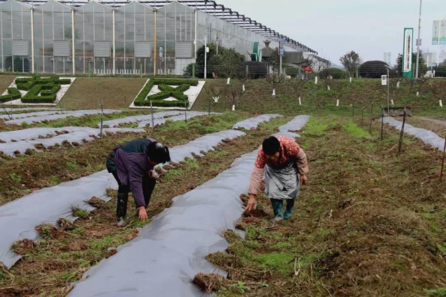 江阳:春回大地,田间地头备耕忙(图2) 江阳:春回大地,田间地头备耕忙(图2)