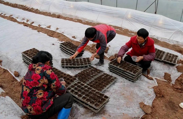 江阳:春回大地,田间地头备耕忙(图3) 江阳:春回大地,田间地头备耕忙(图3)