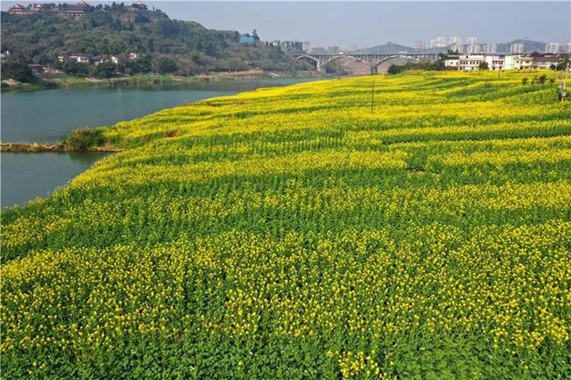 忍不住想吼:内江这里的油菜花,美得实在“不像话”!(图1) 忍不住想吼:内江这里的油菜花,美得实在“不像话”!(图1)