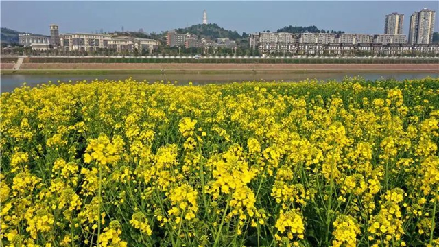 忍不住想吼:内江这里的油菜花,美得实在“不像话”!(图3) 忍不住想吼:内江这里的油菜花,美得实在“不像话”!(图3)