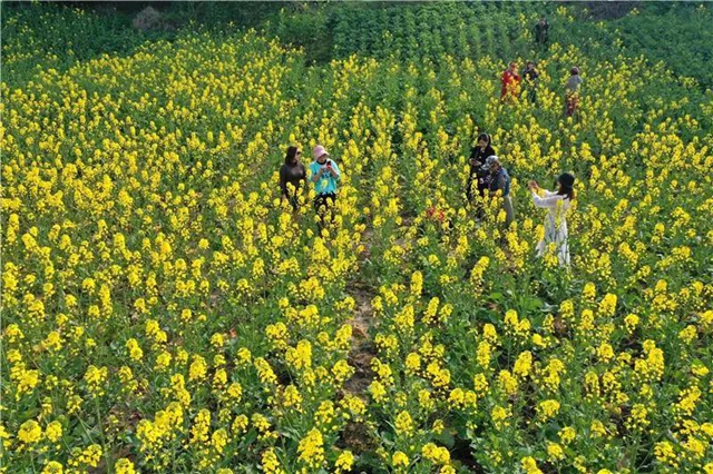忍不住想吼:内江这里的油菜花,美得实在“不像话”!(图4) 忍不住想吼:内江这里的油菜花,美得实在“不像话”!(图4)