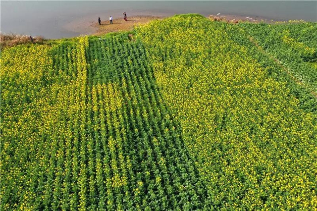 忍不住想吼:内江这里的油菜花,美得实在“不像话”!(图5) 忍不住想吼:内江这里的油菜花,美得实在“不像话”!(图5)