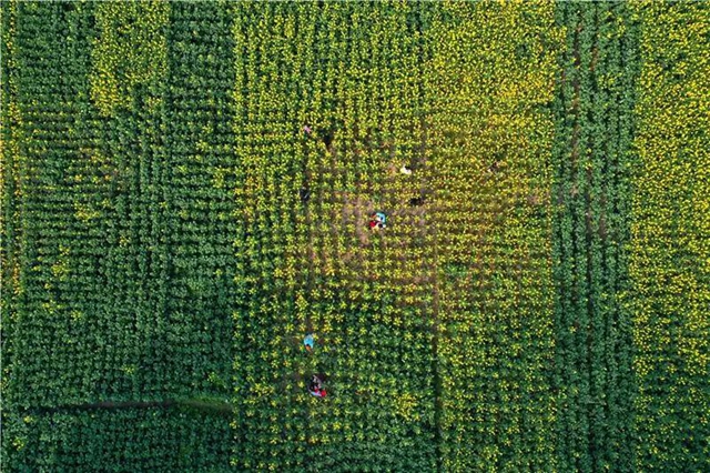 忍不住想吼:内江这里的油菜花,美得实在“不像话”!(图6) 忍不住想吼:内江这里的油菜花,美得实在“不像话”!(图6)