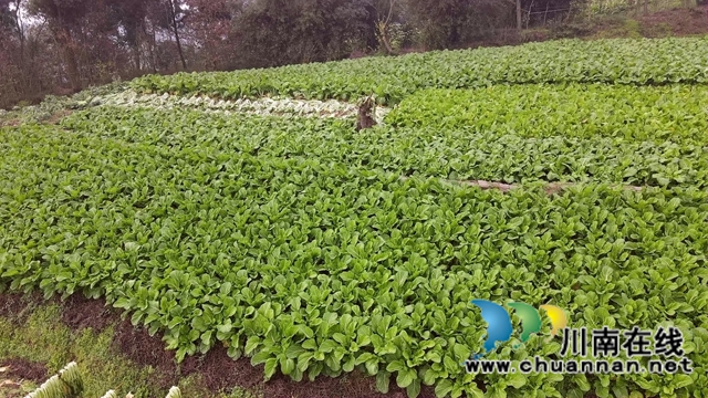 合江县先市镇：万亩青菜迎丰收，一抹青绿变“黄金”(图1)