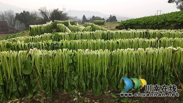 合江县先市镇：万亩青菜迎丰收，一抹青绿变“黄金”(图3)
