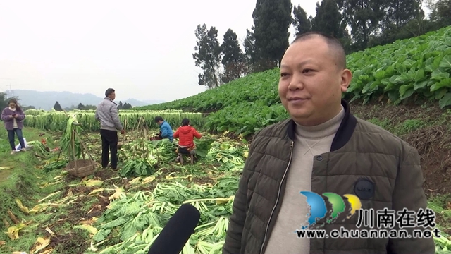 合江县先市镇：万亩青菜迎丰收，一抹青绿变“黄金”(图4)