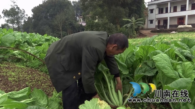 合江县先市镇：万亩青菜迎丰收，一抹青绿变“黄金”(图6)