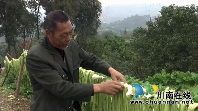 合江县先市镇：万亩青菜迎丰收，一抹青绿变“黄金”(图7)