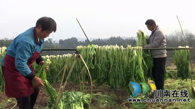 合江县先市镇：万亩青菜迎丰收，一抹青绿变“黄金”(图8)