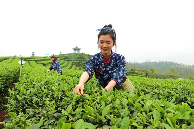 连续九届 | 这个周末，精彩纳溪不容错过！(图4)