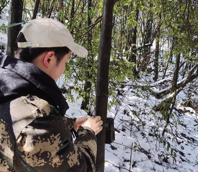 前方高萌！古蔺黄荆老林里，红外摄像机捕捉到了这些“神兽”……(图3)