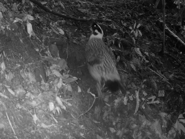 前方高萌！古蔺黄荆老林里，红外摄像机捕捉到了这些“神兽”……(图2)