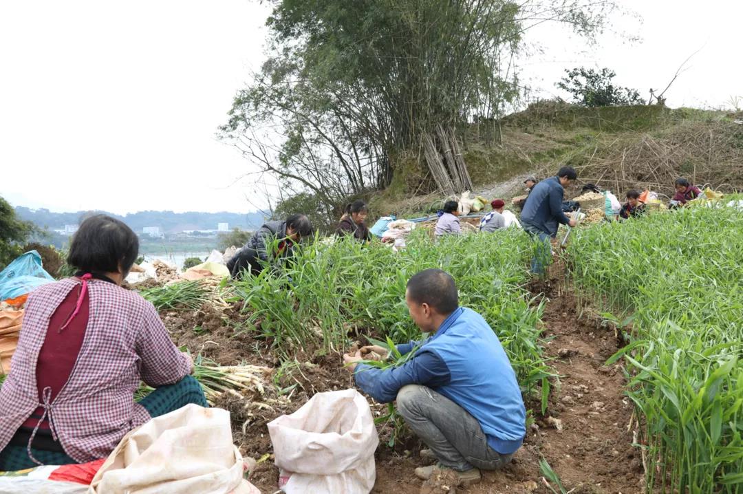 合江早仔姜新鲜上市 川渝两地“菜篮子”又添新宠(图1) 合江早仔姜新鲜上市 川渝两地“菜篮子”又添新宠(图1)