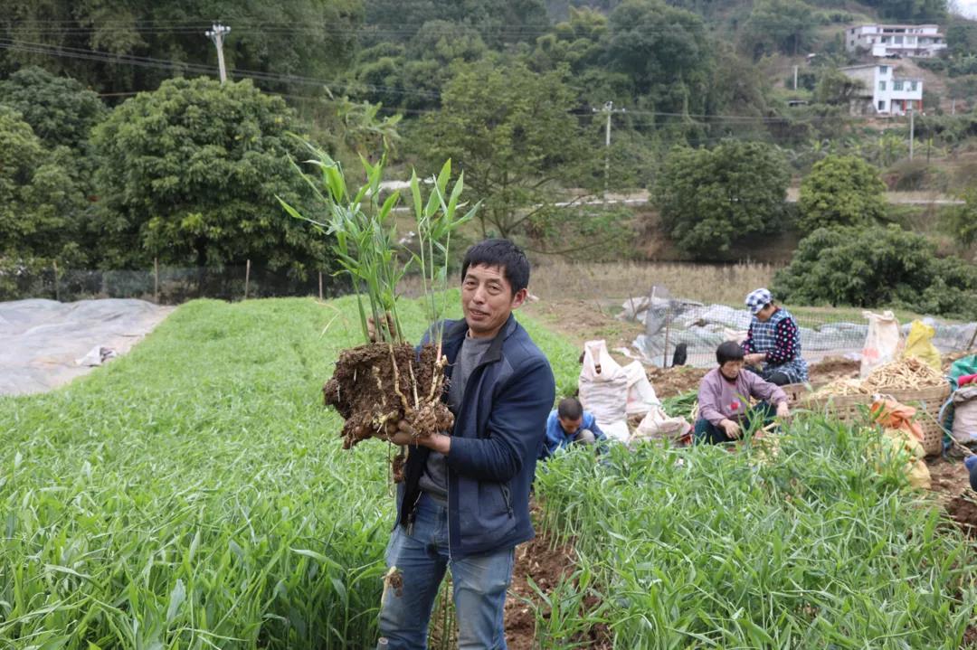 合江早仔姜新鲜上市 川渝两地“菜篮子”又添新宠(图2) 合江早仔姜新鲜上市 川渝两地“菜篮子”又添新宠(图2)