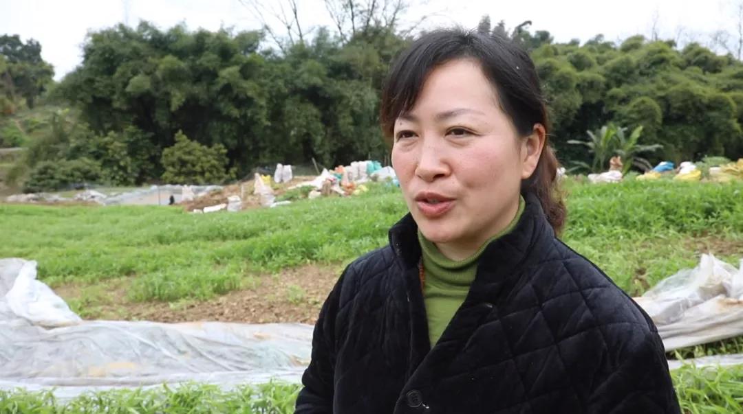 合江早仔姜新鲜上市 川渝两地“菜篮子”又添新宠(图3) 3.jpg