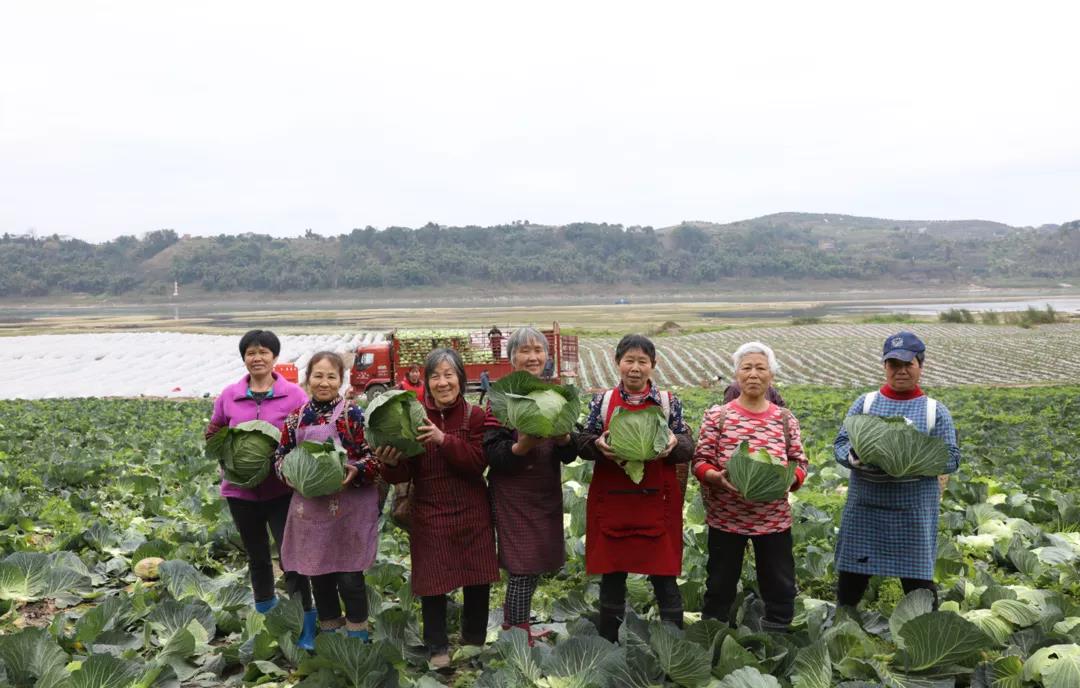 合江早仔姜新鲜上市 川渝两地“菜篮子”又添新宠(图10) 合江早仔姜新鲜上市 川渝两地“菜篮子”又添新宠(图10)