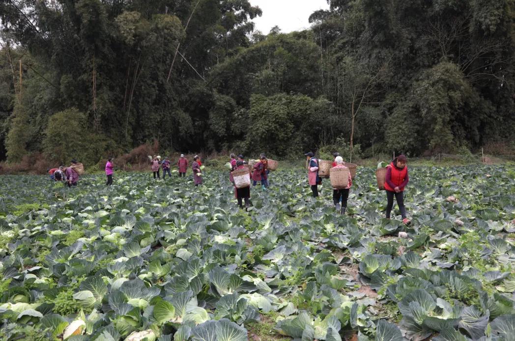 合江早仔姜新鲜上市 川渝两地“菜篮子”又添新宠(图11) 合江早仔姜新鲜上市 川渝两地“菜篮子”又添新宠(图11)