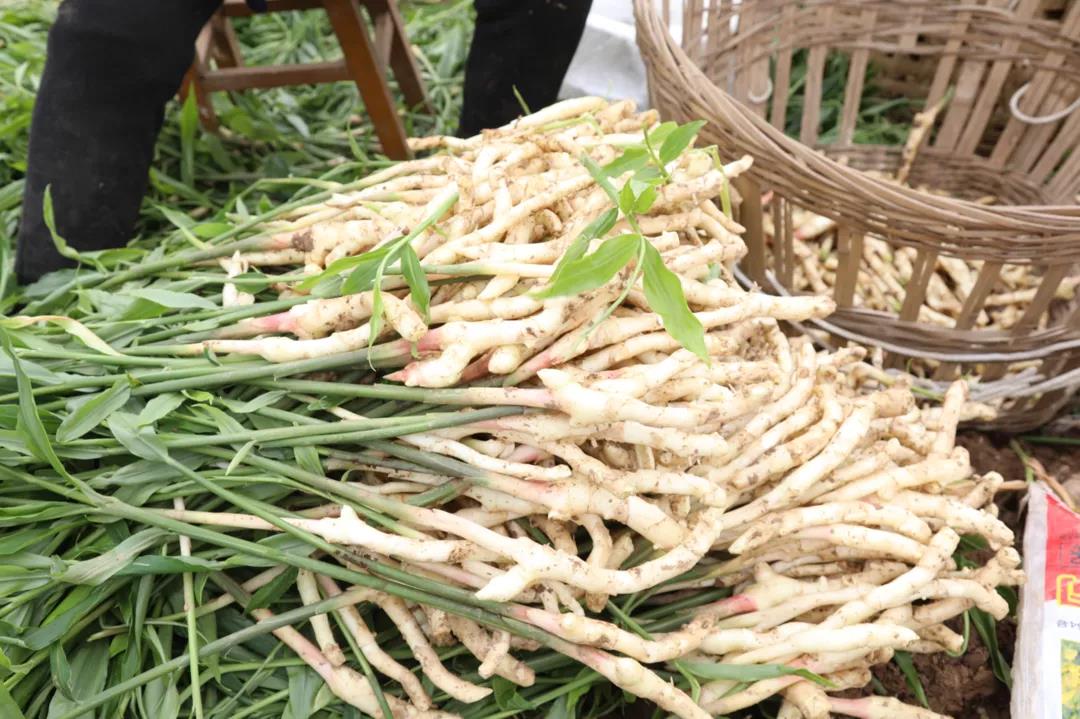 合江早仔姜新鲜上市 川渝两地“菜篮子”又添新宠(图4) 合江早仔姜新鲜上市 川渝两地“菜篮子”又添新宠(图4)