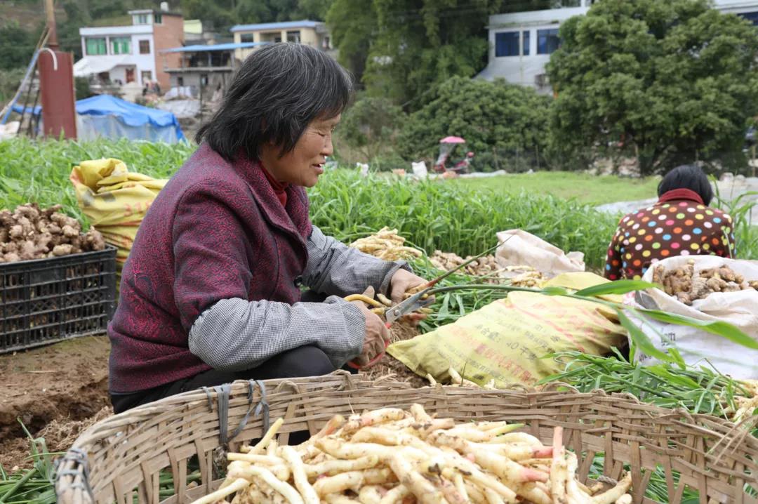合江早仔姜新鲜上市 川渝两地“菜篮子”又添新宠(图5) 合江早仔姜新鲜上市 川渝两地“菜篮子”又添新宠(图5)