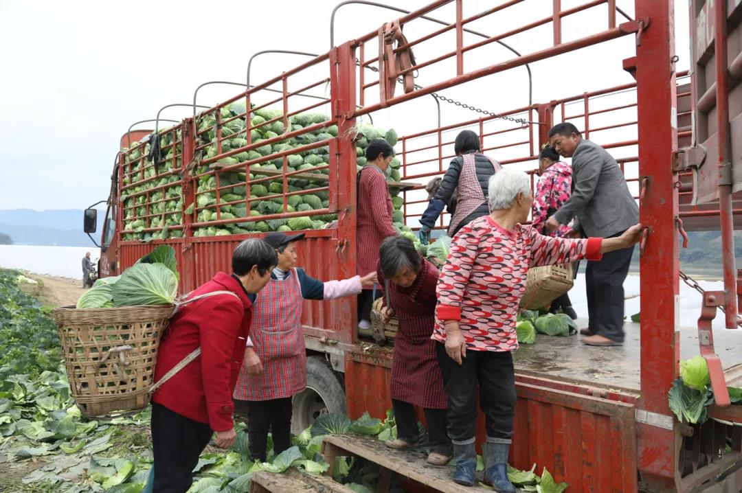 合江早仔姜新鲜上市 川渝两地“菜篮子”又添新宠(图7) 合江早仔姜新鲜上市 川渝两地“菜篮子”又添新宠(图7)