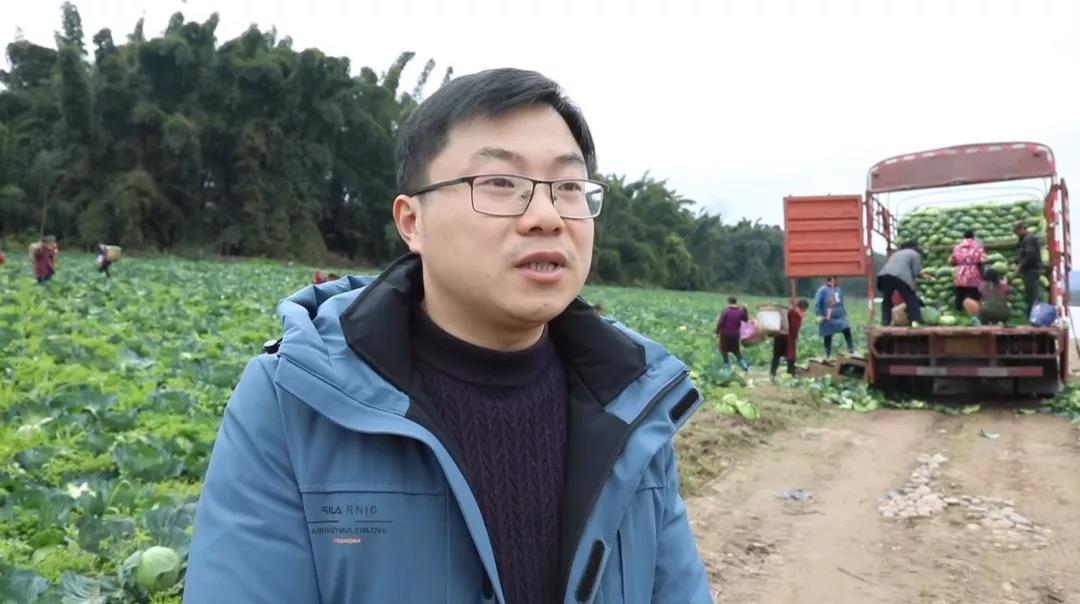 合江早仔姜新鲜上市 川渝两地“菜篮子”又添新宠(图8) 8.jpg