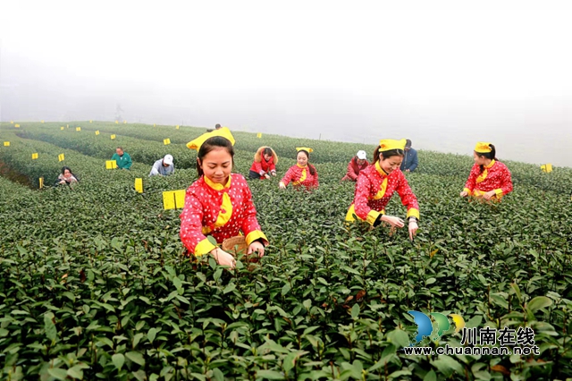 早安中国，茶香世界！四川第九届茶叶开采活动周在纳溪启幕(图4)