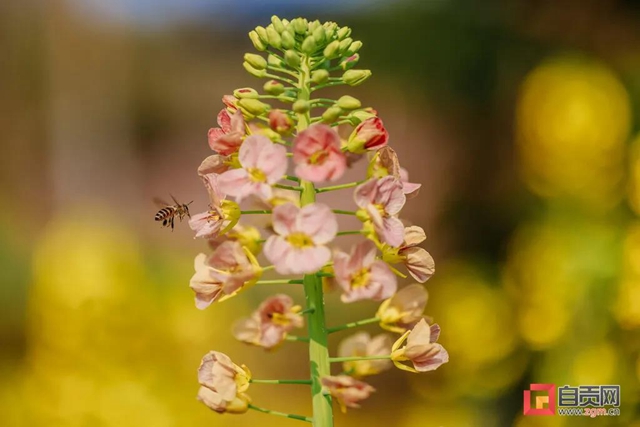 盐都惊现五彩油菜花!自贡这里的春天别具一格(图1) 盐都惊现五彩油菜花!自贡这里的春天别具一格(图1)