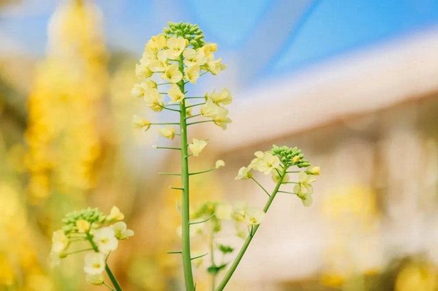 盐都惊现五彩油菜花!自贡这里的春天别具一格(图3) 盐都惊现五彩油菜花!自贡这里的春天别具一格(图3)