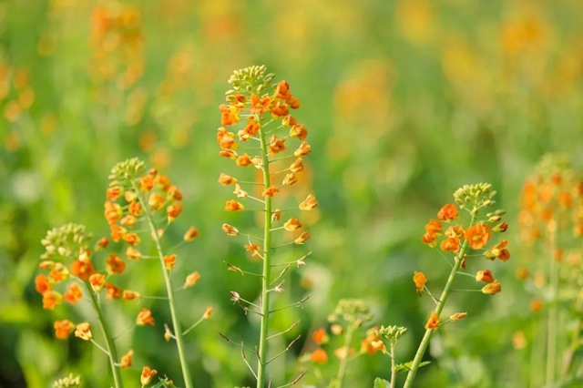 盐都惊现五彩油菜花!自贡这里的春天别具一格(图2) 盐都惊现五彩油菜花!自贡这里的春天别具一格(图2)