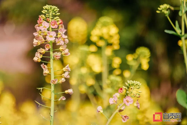 盐都惊现五彩油菜花!自贡这里的春天别具一格(图5) 盐都惊现五彩油菜花!自贡这里的春天别具一格(图5)
