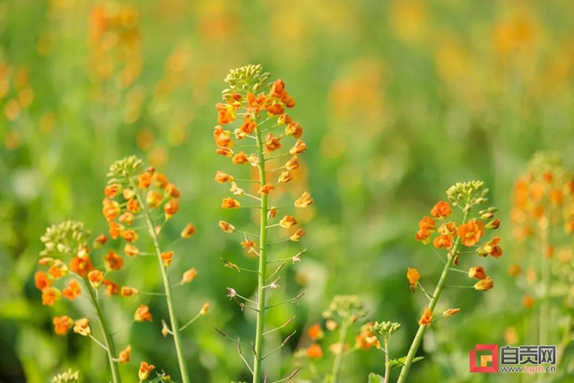盐都惊现五彩油菜花!自贡这里的春天别具一格(图6) 盐都惊现五彩油菜花!自贡这里的春天别具一格(图6)