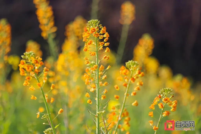 盐都惊现五彩油菜花!自贡这里的春天别具一格(图9) 盐都惊现五彩油菜花!自贡这里的春天别具一格(图9)