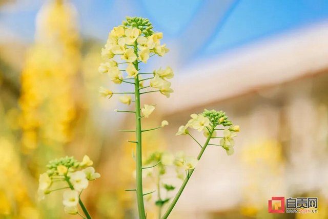 盐都惊现五彩油菜花!自贡这里的春天别具一格(图8) 盐都惊现五彩油菜花!自贡这里的春天别具一格(图8)