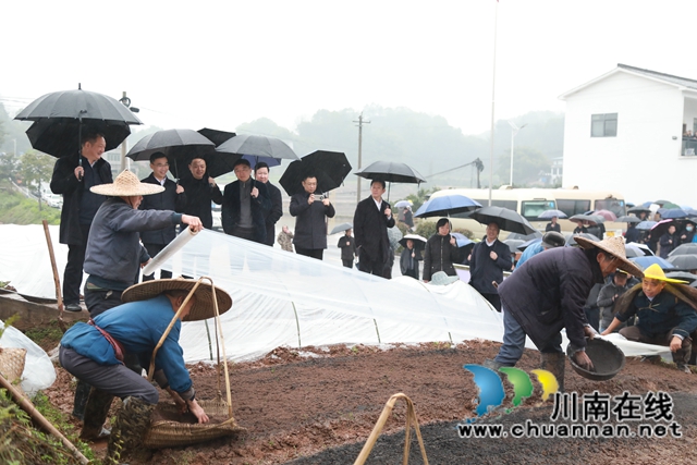 雨水好时节!合江县春耕生产拉开战幕(图4) 雨水好时节!合江县春耕生产拉开战幕(图4)