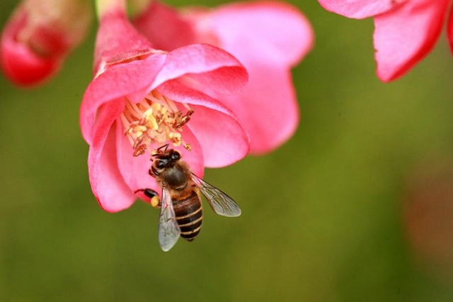 纳溪区护国公园：海棠花开染春色(图5)