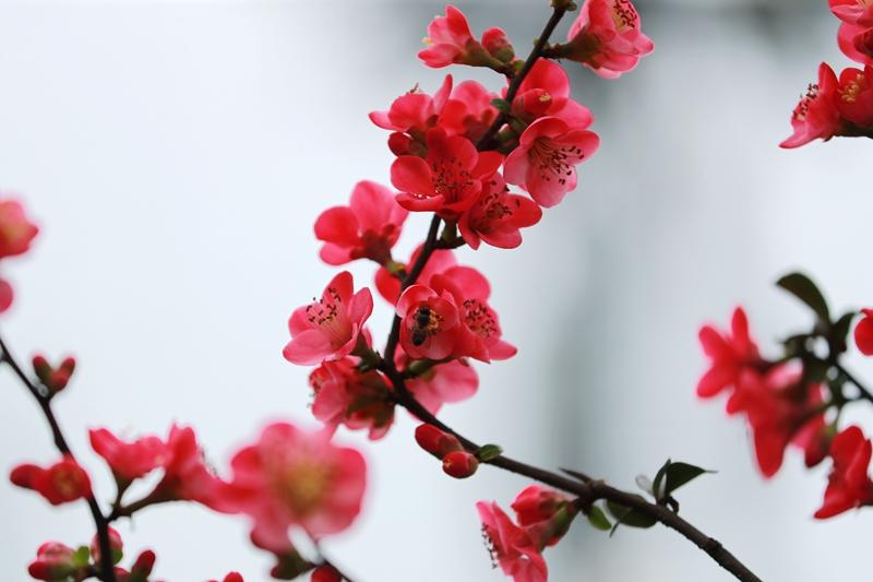 纳溪区护国公园：海棠花开染春色(图7)