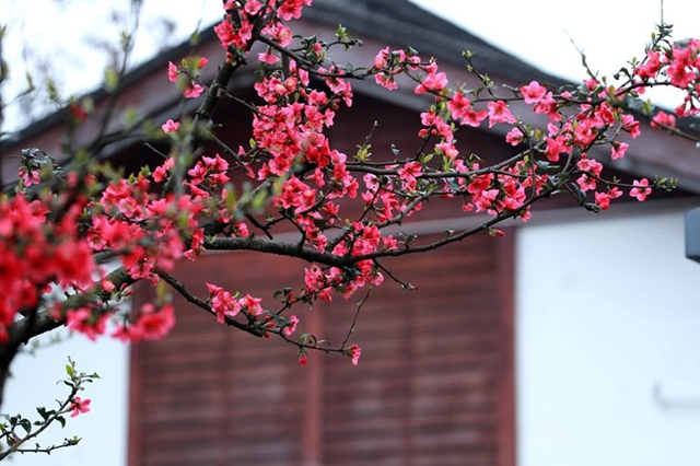 纳溪区护国公园：海棠花开染春色(图3)