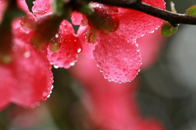 纳溪区护国公园：海棠花开染春色(图6)