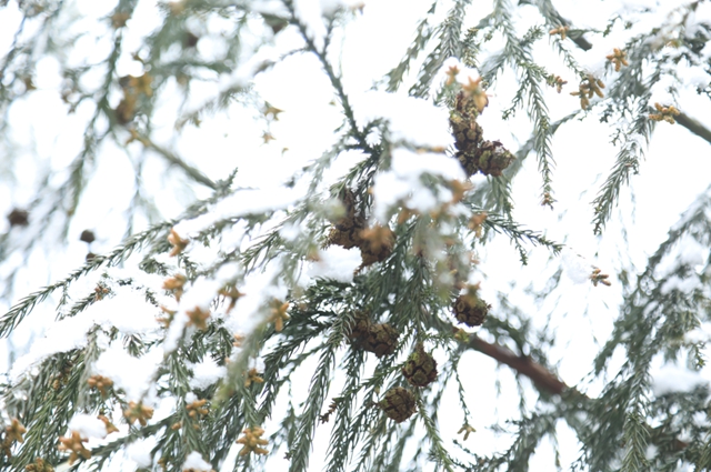 雪落春风,合江的春雪别样美丽……(图7) 雪落春风,合江的春雪别样美丽……(图7)