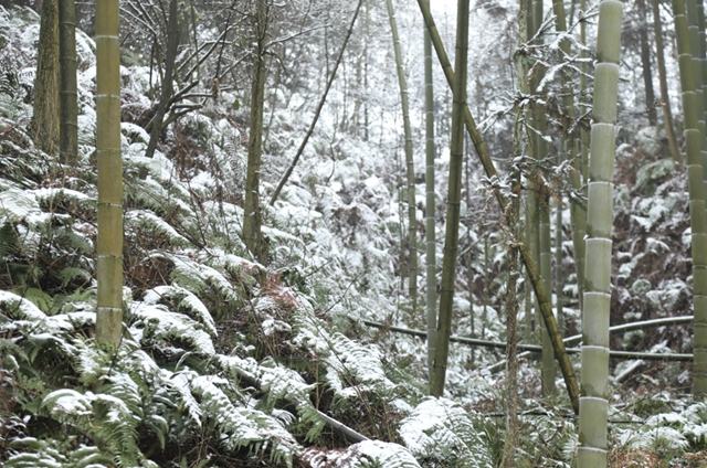 雪落春风,合江的春雪别样美丽……(图8) 雪落春风,合江的春雪别样美丽……(图8)