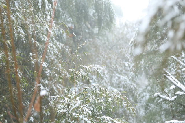 雪落春风,合江的春雪别样美丽……(图9) 雪落春风,合江的春雪别样美丽……(图9)