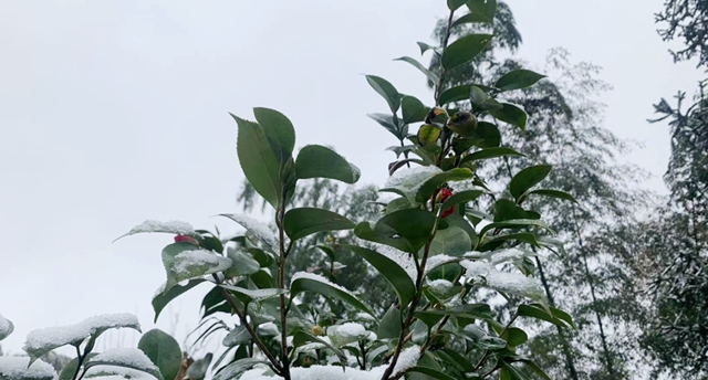 雪落春风,合江的春雪别样美丽……(图10) 雪落春风,合江的春雪别样美丽……(图10)