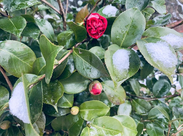 雪落春风,合江的春雪别样美丽……(图11) 雪落春风,合江的春雪别样美丽……(图11)